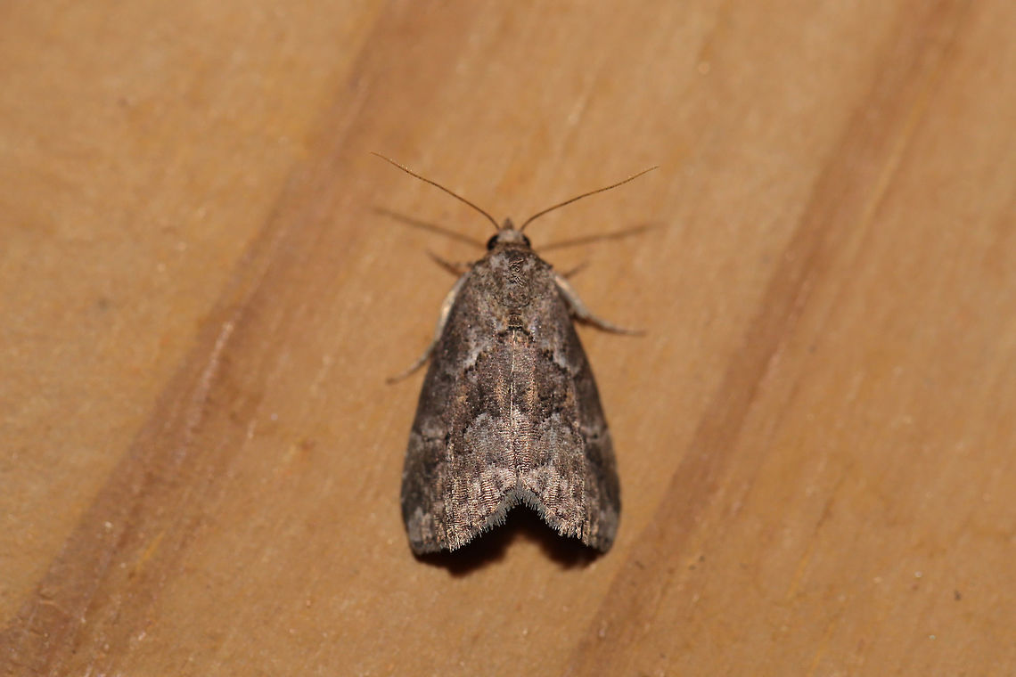 White-lined Graylet (Hyperstrotia nana) At a UV light setup (395nm) at the edge of a dense mixed forest.  Geotagged,Hyperstrotia nana,Summer,United States,moth week 2019