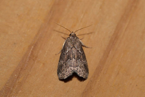 White-lined Graylet (Hyperstrotia nana) At a UV light setup (395nm) at the edge of a dense mixed forest.  Geotagged,Hyperstrotia nana,Summer,United States,moth week 2019