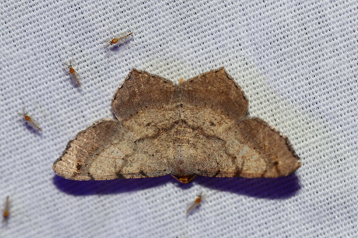 Tribe Macariini? Working on this ID. Macaria sp.?<br />
At a UV light setup (395nm) at the edge of a dense mixed forest.  Geotagged,Summer,United States,moth week 2019