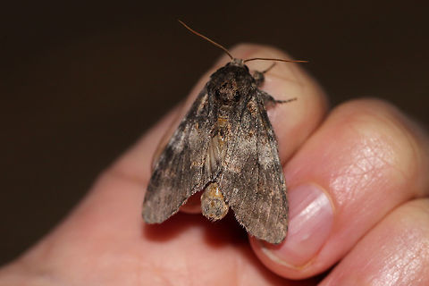 Angulose Prominent Moth (Peridea angulosa) At a UV light setup (395nm) at the edge of a dense mixed forest.  Geotagged,Peridea angulosa,Summer,United States,moth week 2019