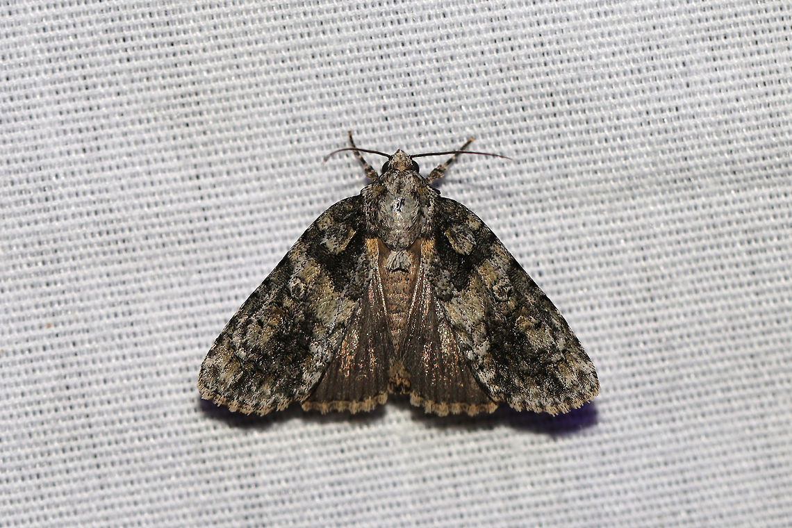 Eclipsed Oak Dagger (Acronicta increta) At a 395nm UV light setup at the edge of a dense mixed forest.  Acronicta increta,Geotagged,Raspberry bud dagger moth,Summer,United States,moth week 2019