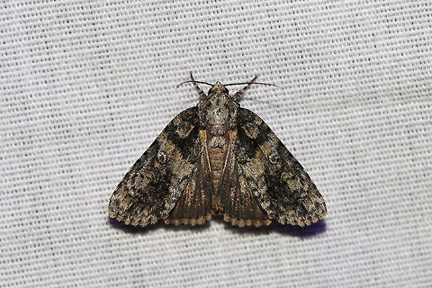 Eclipsed Oak Dagger (Acronicta increta) At a 395nm UV light setup at the edge of a dense mixed forest.  Acronicta increta,Geotagged,Raspberry bud dagger moth,Summer,United States,moth week 2019
