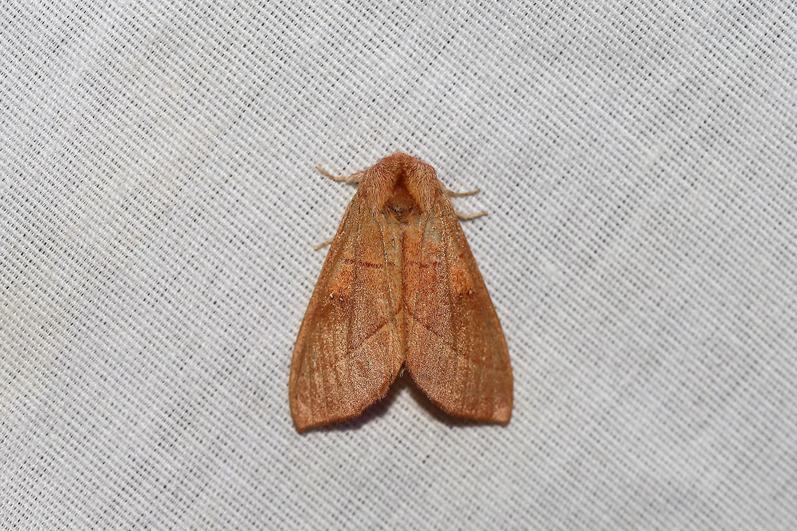 White-dotted Prominent Moth (Nadata gibbosa) At a 395nm UV light setup at the edge of a dense mixed forest.  Probably in the top 5 most common moths at my light this past week. Geotagged,Nadata gibbosa,Rough prominent,Summer,United States,moth week 2019