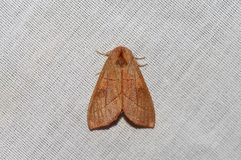 White-dotted Prominent Moth (Nadata gibbosa) At a 395nm UV light setup at the edge of a dense mixed forest.  Probably in the top 5 most common moths at my light this past week. Geotagged,Nadata gibbosa,Rough prominent,Summer,United States,moth week 2019