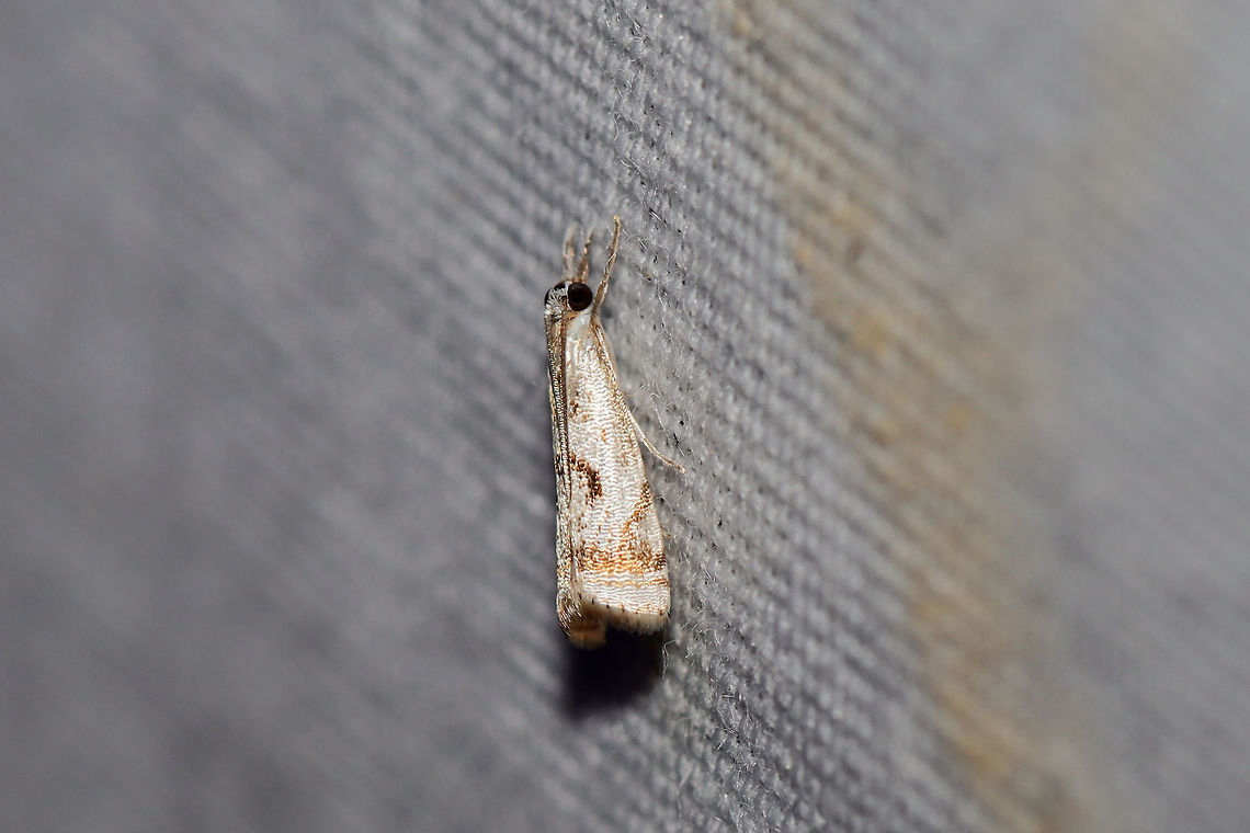 Elegant Grass-Veneer (Microcrambus elegans) At a 395nm UV light setup at the edge of a dense mixed forest.  Elegant grass-veneer moth,Geotagged,Microcrambus elegans,Summer,United States,moth week 2019