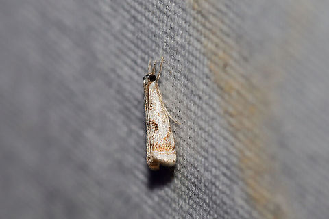 Elegant Grass-Veneer (Microcrambus elegans) At a 395nm UV light setup at the edge of a dense mixed forest.  Elegant grass-veneer moth,Geotagged,Microcrambus elegans,Summer,United States,moth week 2019