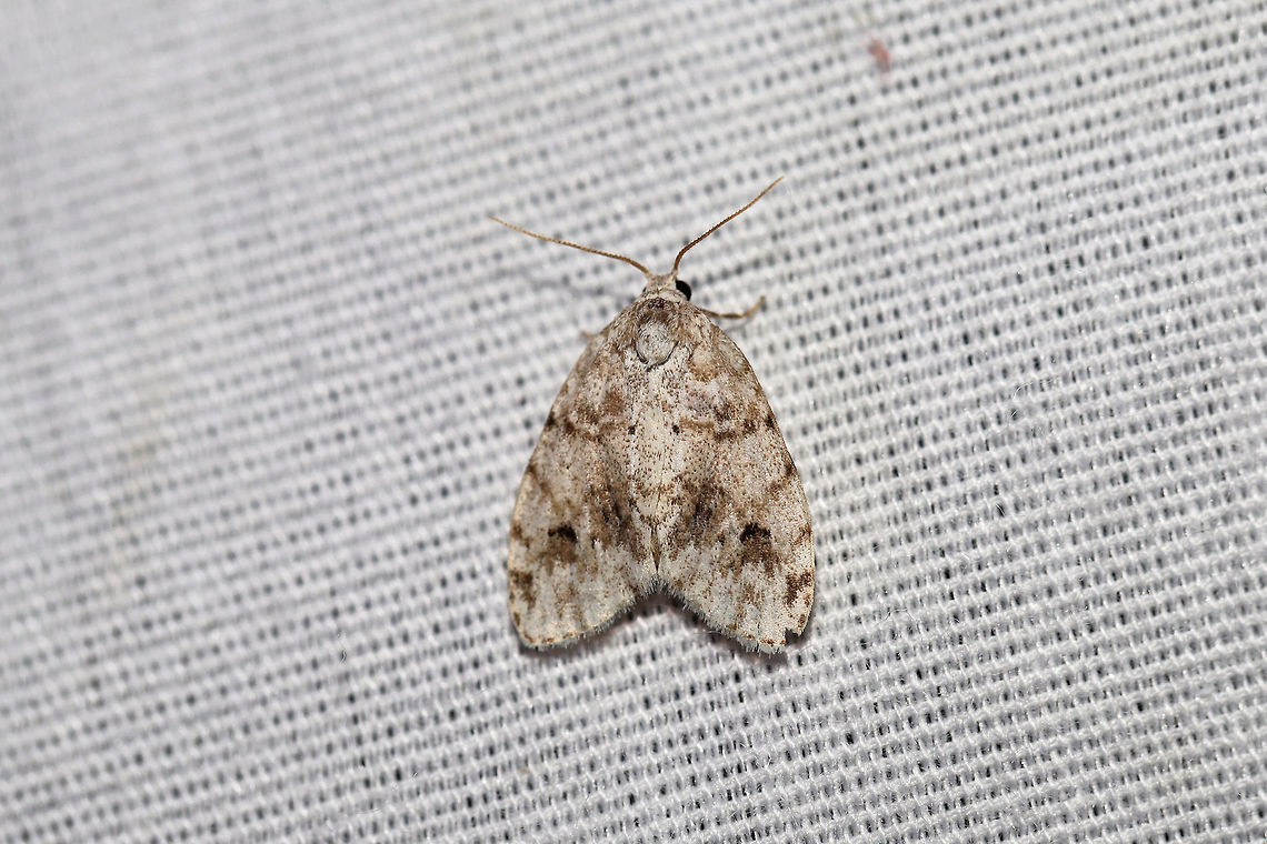 Little White Lichen Moth (Clemensia albata) At a 395nm UV light setup at the edge of a dense mixed forest.  Clemensia albata,Geotagged,Little white lichen moth,Summer,United States,moth week 2019