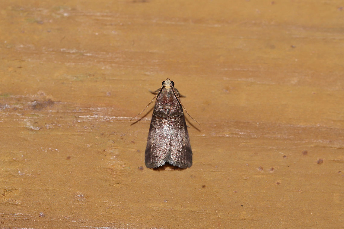 Acrobasis cunulae At a 395nm UV light setup at the edge of a dense mixed forest. <br />
<br />
ID based on this observation:<br />
<a href="https://www.inaturalist.org/observations/6893048" rel="nofollow">https://www.inaturalist.org/observations/6893048</a> Acrobasis cunulae,Geotagged,Summer,United States,moth week 2019