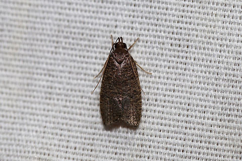 Dotted Leaftier Moth (Psilocorsis reflexella) At a 395nm UV light setup at the edge of a dense mixed forest.  Geotagged,Psilocorsis reflexella,Summer,United States,moth week 2019