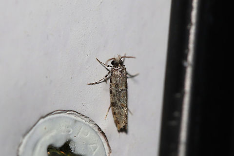 Nemapogon sp.? Flew in my front door (early morning) and rested on my wall. Near the edge of a dense mixed forest. A 395 nm UV light setup was on outside. Geotagged,Summer,United States,moth week 2019