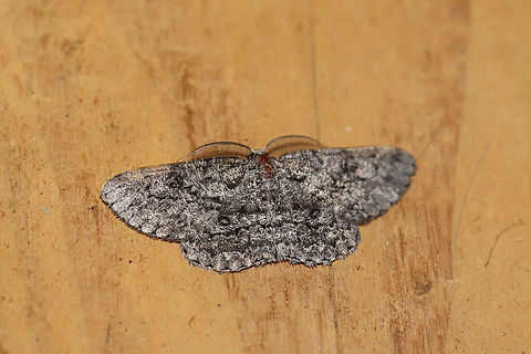 Umber Moth (Hypomecis umbrosaria) At a 395nm UV light setup at the edge of a dense mixed forest.  Geotagged,Hypomecis umbrosaria,Summer,United States,moth week 2019
