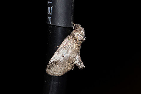 Baileya dormitans? At a 395nm UV light setup at the edge of a dense mixed forest. 
https://www.jungledragon.com/image/82554/baileya_acadiana_or_b._dormitans.html Baileya acadiana,Baileya dormitans,Geotagged,Summer,United States,moth week 2019