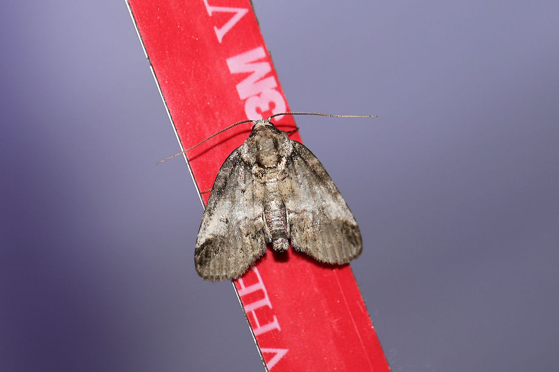 Baileya dormitans? I&#039;m getting conflicting thoughts from iNaturalist and MPG. :/ I&#039;m going to mull over this one, so feel free to pitch in.<br />
At a 395nm UV light setup at the edge of a dense mixed forest. <br />
<figure class="photo"><a href="https://www.jungledragon.com/image/82553/baileya_dormitans.html" title="Baileya dormitans?"><img src="https://s3.amazonaws.com/media.jungledragon.com/images/3231/82553_thumb.jpg?AWSAccessKeyId=05GMT0V3GWVNE7GGM1R2&Expires=1759968010&Signature=72dPtbMRfh1Ozo9zJmijVhmT%2Bx4%3D" width="200" height="134" alt="Baileya dormitans? At a 395nm UV light setup at the edge of a dense mixed forest. <br />
https://www.jungledragon.com/image/82554/baileya_acadiana_or_b._dormitans.html Baileya acadiana,Baileya dormitans,Geotagged,Summer,United States,moth week 2019" /></a></figure> Baileya acadiana,Baileya dormitans,Geotagged,Summer,United States,moth week 2019