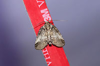 Baileya dormitans? I'm getting conflicting thoughts from iNaturalist and MPG. :/ I'm going to mull over this one, so feel free to pitch in.<br />
At a 395nm UV light setup at the edge of a dense mixed forest. <br />
https://www.jungledragon.com/image/82553/baileya_acadiana_or_b._dormitans.html Baileya acadiana,Baileya dormitans,Geotagged,Summer,United States,moth week 2019