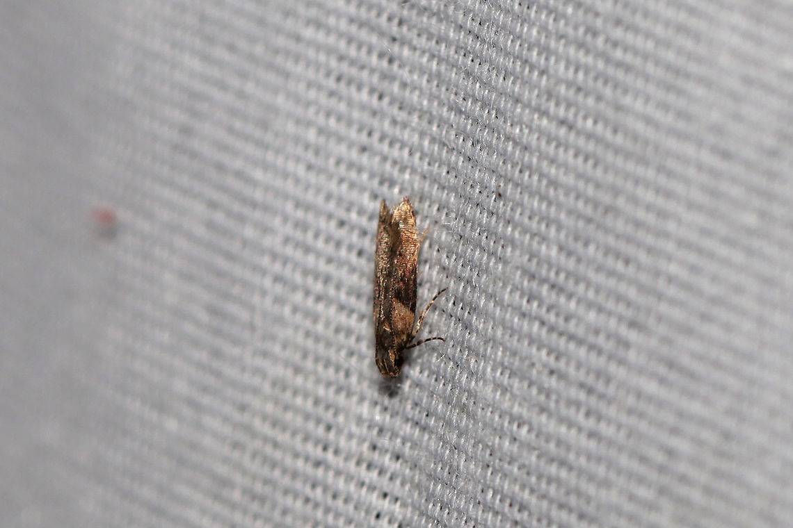 Black-smudged Chionodes Moth (Chionodes mediofuscella) At a 395nm UV light setup at the edge of a dense mixed forest.  Black-smudged chionodes moth,Chionodes mediofuscella,Geotagged,Summer,United States,moth week 2019