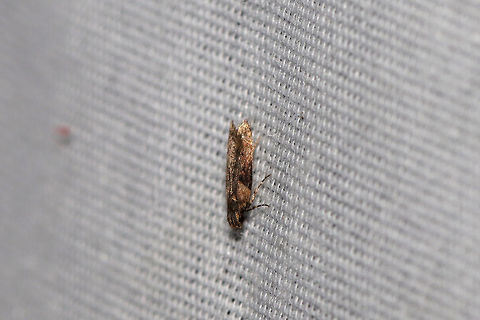 Black-smudged Chionodes Moth (Chionodes mediofuscella) At a 395nm UV light setup at the edge of a dense mixed forest.  Black-smudged chionodes moth,Chionodes mediofuscella,Geotagged,Summer,United States,moth week 2019