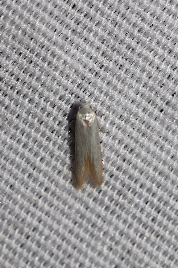 Eastern Pine Catkin Borer Moth (Calosima dianella)?  At a 395nm UV light setup at the edge of a dense mixed forest.  Sorry for the not-so-clear shot!<br />
ID Tentative. Definitely not a moth that I'm super-familiar with. Check out these images to see if you agree with my current ID!<br />
<a href="http://mothphotographersgroup.msstate.edu/species.php?hodges=1169" rel="nofollow">http://mothphotographersgroup.msstate.edu/species.php?hodges=1169</a> Calosima dianella,Geotagged,Summer,United States,moth week 2019