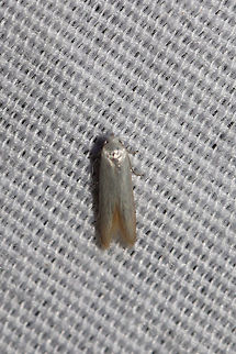 Eastern Pine Catkin Borer Moth (Calosima dianella)?  At a 395nm UV light setup at the edge of a dense mixed forest.  Sorry for the not-so-clear shot!
ID Tentative. Definitely not a moth that I'm super-familiar with. Check out these images to see if you agree with my current ID!
http://mothphotographersgroup.msstate.edu/species.php?hodges=1169 Calosima dianella,Geotagged,Summer,United States,moth week 2019