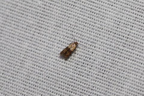 Subfamily Blastobasinae? At a 395nm UV light setup at the edge of a dense mixed forest. Maybe Pigritia sp. I dunno. :/ Geotagged,Summer,United States,moth week 2019