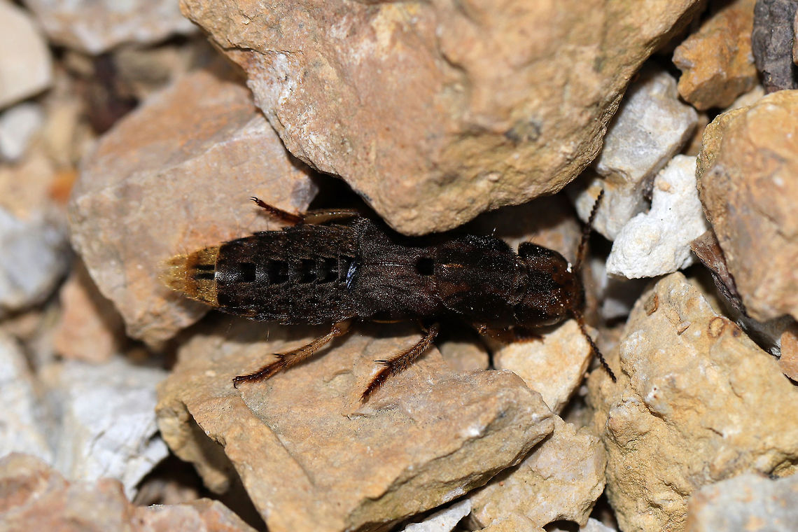 Brown Rove Beetle (Platydracus maculosus) At the disturbed edge of a dense mixed forest (on a chert drive).<br />
This adorable beetle was in no mood to be disturbed. It attempted to hide under rocks. When (gently) prodded it raised its abdomen in the air like a scorpion! Brown Rove Beetle,Geotagged,Platydracus maculosus,Summer,United States