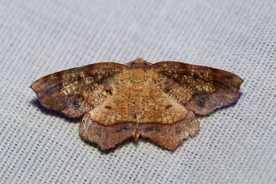 Friendly Probole Moth (Probole amicaria) At a UV (395nm) light setup at the edge of a dense mixed forest. Not surprised at all to see this as we have many Sourwood (Oxydendrum arboreum) trees, the larval host plant for this species. Friendly Probole,Geotagged,Probole amicaria,Summer,United States
