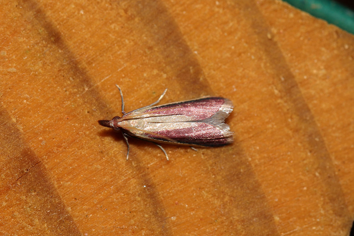 Carmine Snout (Peoria approximella) At a 395nm UV light setup at the edge of a dense mixed forest.  Carmine snout moth,Geotagged,Peoria approximella,Summer,United States