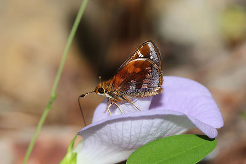 Zabulon Skipper (Poanes zabulon) ♀ Skipper butterfly nectaring on Clitoria mariana. 
https://www.jungledragon.com/image/82746/zabulon_skipper_poanes_zabulon.html Geotagged,Poanes zabulon,Summer,United States,Zabulon skipper