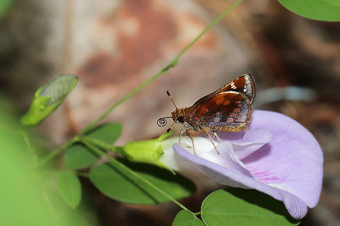 Zabulon Skipper (Poanes zabulon) ♀ Skipper butterfly nectaring on Clitoria mariana.
https://www.jungledragon.com/image/82745/zabulon_skipper_poanes_zabulon_.html Geotagged,Poanes zabulon,Summer,United States,Zabulon skipper