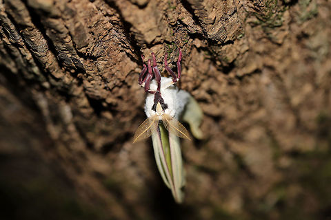 Luna Moth (Actias luna) - freshly eclosed This beauty was still not quite ready for flight. Everything about it was pristine! Resting at the base of a Tulip Poplar (Liriodendron tulipifera) tree at the edge of a dense mixed forest. 
https://www.jungledragon.com/image/82754/luna_moth_actias_luna_-_freshly_eclosed.html Actias luna,Geotagged,Luna Moth,Summer,United States