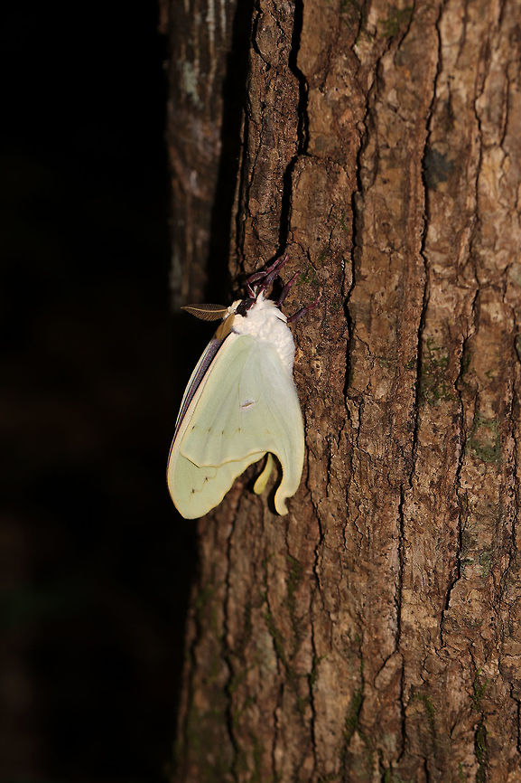 Luna Moth (Actias luna) - freshly eclosed This beauty was still not quite ready for flight. Everything about it was pristine! Resting at the base of a Tulip Poplar (Liriodendron tulipifera) tree at the edge of a dense mixed forest. <br />
<figure class="photo"><a href="https://www.jungledragon.com/image/82753/luna_moth_actias_luna_-_freshly_eclosed.html" title="Luna Moth (Actias luna) - freshly eclosed"><img src="https://s3.amazonaws.com/media.jungledragon.com/images/3231/82753_thumb.jpg?AWSAccessKeyId=05GMT0V3GWVNE7GGM1R2&Expires=1769040010&Signature=8mdqbDB5tByGL3czY%2BzidVZFn2I%3D" width="200" height="134" alt="Luna Moth (Actias luna) - freshly eclosed This beauty was still not quite ready for flight. Everything about it was pristine! Resting at the base of a Tulip Poplar (Liriodendron tulipifera) tree at the edge of a dense mixed forest. <br />
https://www.jungledragon.com/image/82754/luna_moth_actias_luna_-_freshly_eclosed.html Actias luna,Geotagged,Luna Moth,Summer,United States" /></a></figure> Actias luna,Geotagged,Luna Moth,Summer,United States