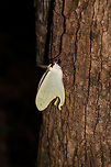 Luna Moth (Actias luna) - freshly eclosed This beauty was still not quite ready for flight. Everything about it was pristine! Resting at the base of a Tulip Poplar (Liriodendron tulipifera) tree at the edge of a dense mixed forest. <br />
https://www.jungledragon.com/image/82753/luna_moth_actias_luna_-_freshly_eclosed.html Actias luna,Geotagged,Luna Moth,Summer,United States