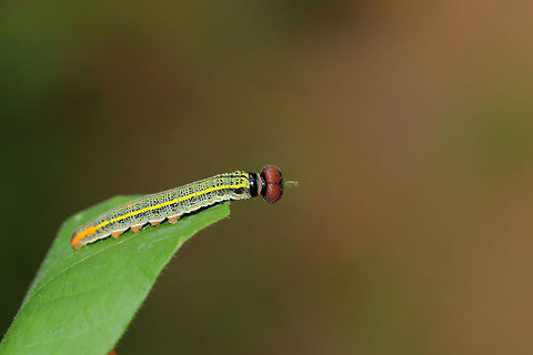 Long-tailed Skipper Larva (Urbanus proteus) At the edge of a dense mixed forest, on Desmodium sp.
https://www.jungledragon.com/image/82756/long-tailed_skipper_larva_urbanus_proteus.html Geotagged,Long-tailed Skipper,Summer,United States,Urbanus proteus