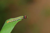Long-tailed Skipper Larva (Urbanus proteus) At the edge of a dense mixed forest, on Desmodium sp.<br />
https://www.jungledragon.com/image/82756/long-tailed_skipper_larva_urbanus_proteus.html Geotagged,Long-tailed Skipper,Summer,United States,Urbanus proteus