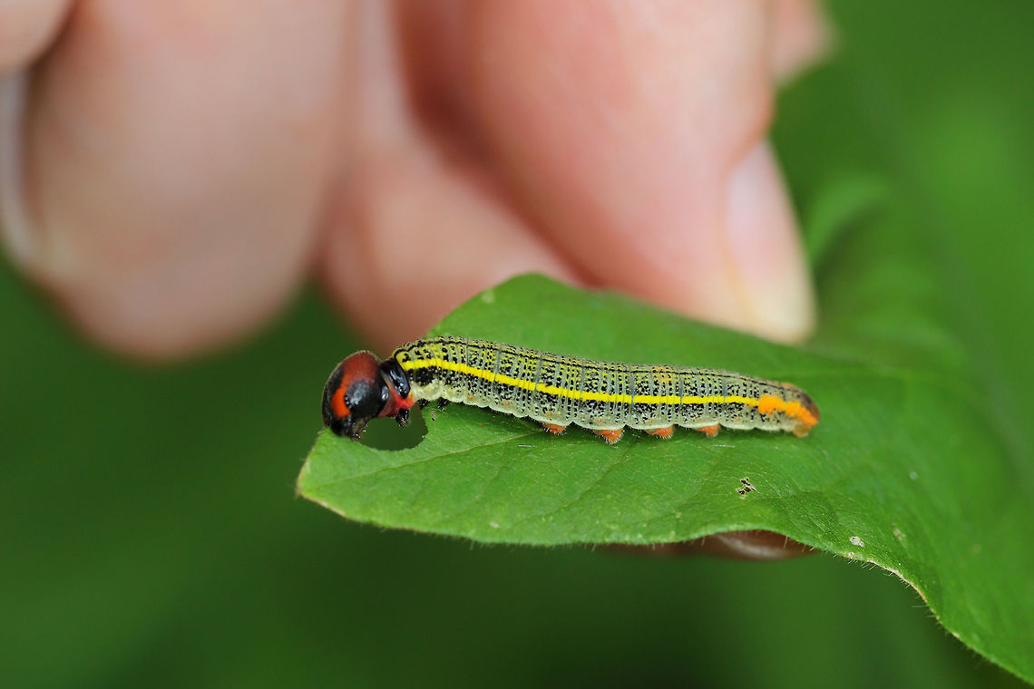 Long-tailed Skipper Larva (Urbanus proteus) At the edge of a dense mixed forest, on Desmodium sp. <br />
<figure class="photo"><a href="https://www.jungledragon.com/image/82755/long-tailed_skipper_larva_urbanus_proteus.html" title="Long-tailed Skipper Larva (Urbanus proteus)"><img src="https://s3.amazonaws.com/media.jungledragon.com/images/3231/82755_thumb.jpg?AWSAccessKeyId=05GMT0V3GWVNE7GGM1R2&Expires=1759968010&Signature=k1n4ugjDnwWoOBqoocFkNK%2B5LvU%3D" width="200" height="134" alt="Long-tailed Skipper Larva (Urbanus proteus) At the edge of a dense mixed forest, on Desmodium sp.<br />
https://www.jungledragon.com/image/82756/long-tailed_skipper_larva_urbanus_proteus.html Geotagged,Long-tailed Skipper,Summer,United States,Urbanus proteus" /></a></figure> Geotagged,Long-tailed Skipper,Summer,United States,Urbanus proteus