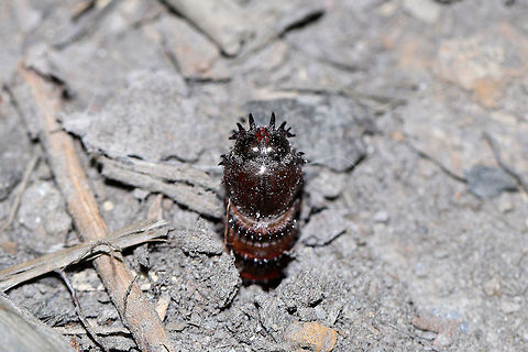Pupal Exuvium of a Robberfly - Asiloidea>probably Asilidae>possibly Mallophora Thanks to Robert Velten on the BugGuide Facebook page for helping me with this one. Half-buried in soil below a Tulip poplar tree.

Check this out!!
https://www.researchgate.net/figure/Mallophora-atra-Macquart-1834-pupal-case-A-Thorax-and-abdominal-segments-1-9_fig3_263890753?fbclid=IwAR3-JZaj6gsVXme42_QPjYk1RbIaqXAN_PLVgw-W5SCWscWX2O8ClFGS8ms Geotagged,Summer,United States