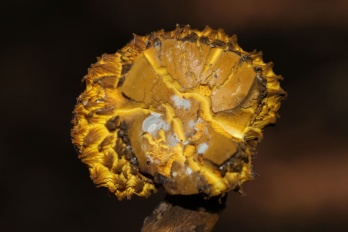 Deformed Bolete? Not sure what is going on with this bolete. The beginnings of bolete mold? Or was it deformed to begin with? Found on a mixed forest trail. No noticeable bluing.. <br />
<figure class="photo"><a href="https://www.jungledragon.com/image/82814/deformed_bolete.html" title="Deformed Bolete?"><img src="https://s3.amazonaws.com/media.jungledragon.com/images/3231/82814_thumb.jpg?AWSAccessKeyId=05GMT0V3GWVNE7GGM1R2&Expires=1759968010&Signature=5vXphCJ%2FZK%2FgpFr6gb%2FC0TuNKXA%3D" width="200" height="134" alt="Deformed Bolete? Not sure what is going on with this bolete. The beginnings of bolete mold? Or was it deformed to begin with? Found on a mixed forest trail. No noticeable bluing.. <br />
https://www.jungledragon.com/image/82813/deformed_bolete.html<br />
https://www.jungledragon.com/image/82812/deformed_bolete.html Geotagged,Summer,United States" /></a></figure><br />
<figure class="photo"><a href="https://www.jungledragon.com/image/82813/deformed_bolete.html" title="Deformed Bolete?"><img src="https://s3.amazonaws.com/media.jungledragon.com/images/3231/82813_thumb.jpg?AWSAccessKeyId=05GMT0V3GWVNE7GGM1R2&Expires=1759968010&Signature=WQIUP4BUMJkPRAzXboFx2e22354%3D" width="102" height="152" alt="Deformed Bolete? Not sure what is going on with this bolete. The beginnings of bolete mold? Or was it deformed to begin with? Found on a mixed forest trail. No noticeable bluing..<br />
https://www.jungledragon.com/image/82814/deformed_bolete.html<br />
https://www.jungledragon.com/image/82812/deformed_bolete.html Geotagged,Summer,United States" /></a></figure> Geotagged,Summer,United States