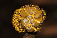 Deformed Bolete? Not sure what is going on with this bolete. The beginnings of bolete mold? Or was it deformed to begin with? Found on a mixed forest trail. No noticeable bluing.. <br />
https://www.jungledragon.com/image/82814/deformed_bolete.html<br />
https://www.jungledragon.com/image/82813/deformed_bolete.html Geotagged,Summer,United States