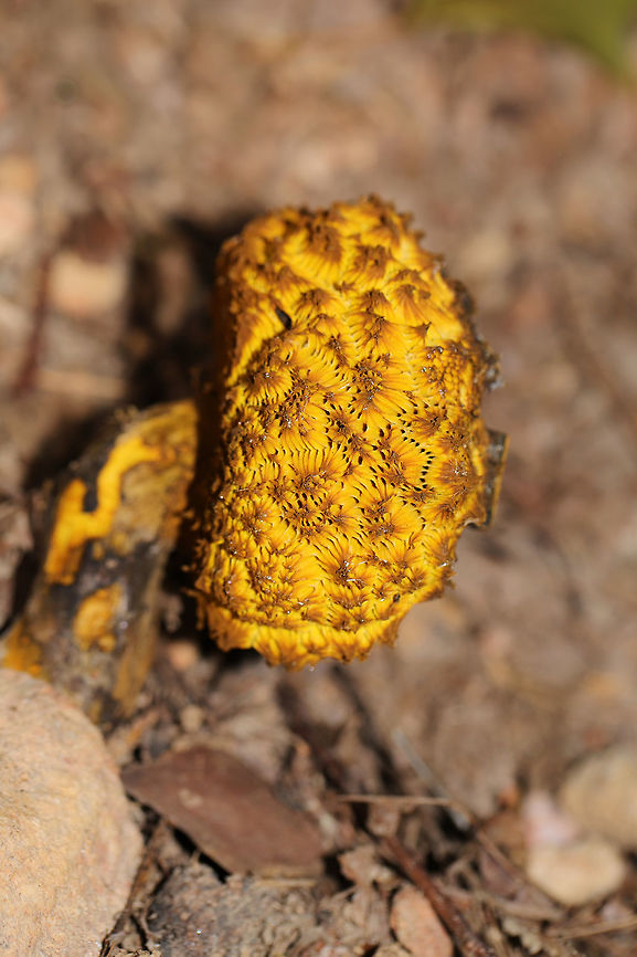 Deformed Bolete? Not sure what is going on with this bolete. The beginnings of bolete mold? Or was it deformed to begin with? Found on a mixed forest trail. No noticeable bluing..<br />
<figure class="photo"><a href="https://www.jungledragon.com/image/82814/deformed_bolete.html" title="Deformed Bolete?"><img src="https://s3.amazonaws.com/media.jungledragon.com/images/3231/82814_thumb.jpg?AWSAccessKeyId=05GMT0V3GWVNE7GGM1R2&Expires=1759968010&Signature=5vXphCJ%2FZK%2FgpFr6gb%2FC0TuNKXA%3D" width="200" height="134" alt="Deformed Bolete? Not sure what is going on with this bolete. The beginnings of bolete mold? Or was it deformed to begin with? Found on a mixed forest trail. No noticeable bluing.. <br />
https://www.jungledragon.com/image/82813/deformed_bolete.html<br />
https://www.jungledragon.com/image/82812/deformed_bolete.html Geotagged,Summer,United States" /></a></figure><br />
<figure class="photo"><a href="https://www.jungledragon.com/image/82812/deformed_bolete.html" title="Deformed Bolete?"><img src="https://s3.amazonaws.com/media.jungledragon.com/images/3231/82812_thumb.jpg?AWSAccessKeyId=05GMT0V3GWVNE7GGM1R2&Expires=1759968010&Signature=RaJr66NpEbUEohvd7AL5iOQB2JY%3D" width="200" height="134" alt="Deformed Bolete? Not sure what is going on with this bolete. The beginnings of bolete mold? Or was it deformed to begin with? Found on a mixed forest trail. No noticeable bluing.. <br />
https://www.jungledragon.com/image/82814/deformed_bolete.html<br />
https://www.jungledragon.com/image/82813/deformed_bolete.html Geotagged,Summer,United States" /></a></figure> Geotagged,Summer,United States