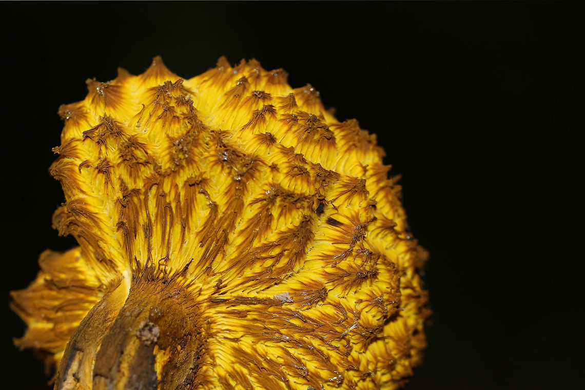 Deformed Bolete? Not sure what is going on with this bolete. The beginnings of bolete mold? Or was it deformed to begin with? Found on a mixed forest trail. No noticeable bluing.. <br />
<figure class="photo"><a href="https://www.jungledragon.com/image/82813/deformed_bolete.html" title="Deformed Bolete?"><img src="https://s3.amazonaws.com/media.jungledragon.com/images/3231/82813_thumb.jpg?AWSAccessKeyId=05GMT0V3GWVNE7GGM1R2&Expires=1770854410&Signature=RrxkXikXgqUlarihb737QDslLSA%3D" width="102" height="152" alt="Deformed Bolete? Not sure what is going on with this bolete. The beginnings of bolete mold? Or was it deformed to begin with? Found on a mixed forest trail. No noticeable bluing..<br />
https://www.jungledragon.com/image/82814/deformed_bolete.html<br />
https://www.jungledragon.com/image/82812/deformed_bolete.html Geotagged,Summer,United States" /></a></figure><br />
<figure class="photo"><a href="https://www.jungledragon.com/image/82812/deformed_bolete.html" title="Deformed Bolete?"><img src="https://s3.amazonaws.com/media.jungledragon.com/images/3231/82812_thumb.jpg?AWSAccessKeyId=05GMT0V3GWVNE7GGM1R2&Expires=1770854410&Signature=X72ZnmuyZzL7SRgG1WnCV597rSc%3D" width="200" height="134" alt="Deformed Bolete? Not sure what is going on with this bolete. The beginnings of bolete mold? Or was it deformed to begin with? Found on a mixed forest trail. No noticeable bluing.. <br />
https://www.jungledragon.com/image/82814/deformed_bolete.html<br />
https://www.jungledragon.com/image/82813/deformed_bolete.html Geotagged,Summer,United States" /></a></figure> Geotagged,Summer,United States