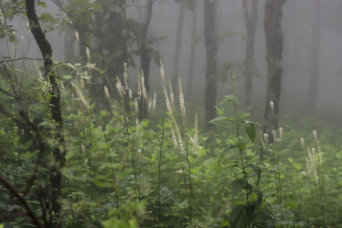 Black Cohosh (Actaea racemosa) Tall spires of flowers filled the foggy understory of the forested area atop Mount Oglethorpe. Actaea  racemosa,Actaea racemosa,Geotagged,Summer,United States