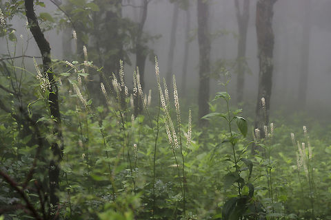 Black Cohosh (Actaea racemosa) Tall spires of flowers filled the foggy understory of the forested area atop Mount Oglethorpe. Actaea racemosa,Actaea racemosa,Geotagged,Summer,United States