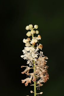Black Cohosh (Actaea racemosa) Plants with spires of white flowers growing in a mixed woodland clearing. Actaea  racemosa,Actaea racemosa,Geotagged,Spring,United States