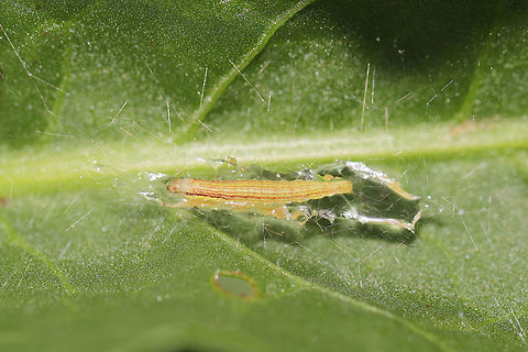 Moth Larva? Folded up in a curly dock (?) leaf at the edge of a dense mixed forest. Covered in fuzz and clear goop! Not sure on this ID, so feel free to pitch in Geotagged,Spring,United States
