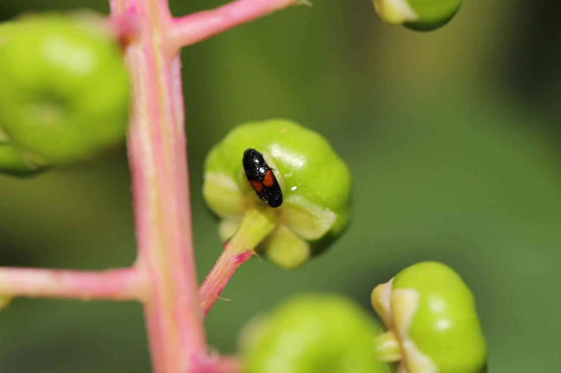 Drapetes exstriatus Beetle on Phytolacca americana berries at the edge of a dense mixed forest. Drapetes exstriatus,Geotagged,Spring,United States