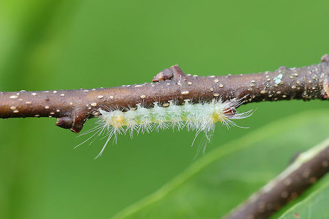 Early Instar Banded Tussock Moth (Halysidota tesselaris) In an overgrown backyard habitat.  Banded tussock moth,Geotagged,Halysidota tessellaris,Spring,United States