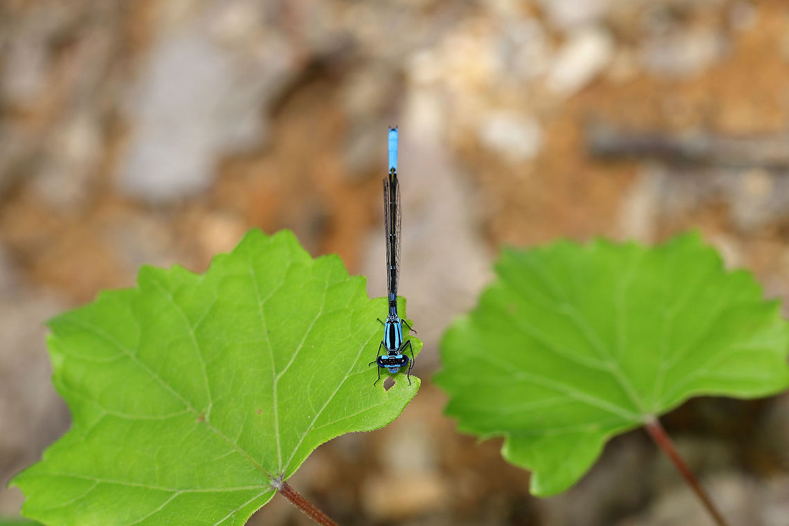 Enallagma aspersum ID Tentative. I&#039;m not very good with these! At the edge of a dense mixed forest  Azure bluet,Enallagma aspersum,Geotagged,Spring,United States