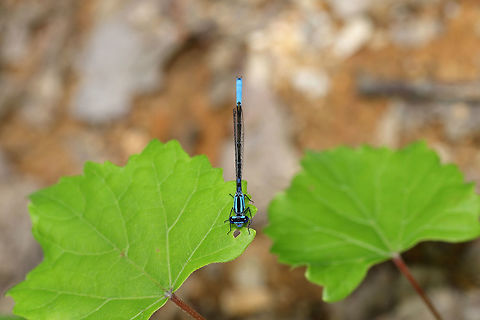 Enallagma aspersum ID Tentative. I'm not very good with these! At the edge of a dense mixed forest  Azure bluet,Enallagma aspersum,Geotagged,Spring,United States