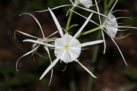 Woodland Spider-Lily (Hymenocallis occidentalis) On a woodland trail near a reregulation pool. Near the Coosawattee River/Carters Lake. 
https://www.jungledragon.com/image/82886/woodland_spider-lily_hymenocallis_occidentalis.html
https://www.jungledragon.com/image/82885/woodland_spider-lily_hymenocallis_occidentalis.html Geotagged,Hymenocallis occidentalis,Summer,United States,Woodland spider-lily