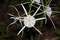 Woodland Spider-Lily (Hymenocallis occidentalis) On a woodland trail near a reregulation pool. Near the Coosawattee River/Carters Lake. <br />
https://www.jungledragon.com/image/82886/woodland_spider-lily_hymenocallis_occidentalis.html<br />
https://www.jungledragon.com/image/82885/woodland_spider-lily_hymenocallis_occidentalis.html Geotagged,Hymenocallis occidentalis,Summer,United States,Woodland spider-lily
