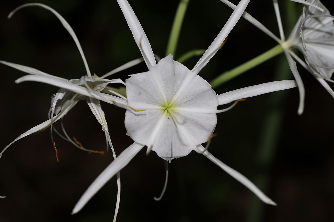 Woodland Spider-Lily (Hymenocallis occidentalis) On a woodland trail near a reregulation pool. Near the Coosawattee River/Carters Lake. <br />
<figure class="photo"><a href="https://www.jungledragon.com/image/82886/woodland_spider-lily_hymenocallis_occidentalis.html" title="Woodland Spider-Lily (Hymenocallis occidentalis)"><img src="https://s3.amazonaws.com/media.jungledragon.com/images/3231/82886_thumb.jpg?AWSAccessKeyId=05GMT0V3GWVNE7GGM1R2&Expires=1770854410&Signature=%2BigF2uxU7hy5WkiK30PNPDHn49I%3D" width="200" height="134" alt="Woodland Spider-Lily (Hymenocallis occidentalis) On a woodland trail near a reregulation pool. Near the Coosawattee River/Carters Lake. <br />
https://www.jungledragon.com/image/82885/woodland_spider-lily_hymenocallis_occidentalis.html<br />
https://www.jungledragon.com/image/82884/woodland_spider-lily_hymenocallis_occidentalis.html Geotagged,Hymenocallis occidentalis,Summer,United States,Woodland spider-lily" /></a></figure><br />
<figure class="photo"><a href="https://www.jungledragon.com/image/82884/woodland_spider-lily_hymenocallis_occidentalis.html" title="Woodland Spider-Lily (Hymenocallis occidentalis)"><img src="https://s3.amazonaws.com/media.jungledragon.com/images/3231/82884_thumb.jpg?AWSAccessKeyId=05GMT0V3GWVNE7GGM1R2&Expires=1770854410&Signature=%2BeNYf6FNzxKYF9gdv7ukvytTx9Q%3D" width="200" height="134" alt="Woodland Spider-Lily (Hymenocallis occidentalis) On a woodland trail near a reregulation pool. Near the Coosawattee River/Carters Lake. <br />
https://www.jungledragon.com/image/82886/woodland_spider-lily_hymenocallis_occidentalis.html<br />
https://www.jungledragon.com/image/82885/woodland_spider-lily_hymenocallis_occidentalis.html Geotagged,Hymenocallis occidentalis,Summer,United States,Woodland spider-lily" /></a></figure> Geotagged,Hymenocallis occidentalis,Summer,United States,Woodland spider-lily